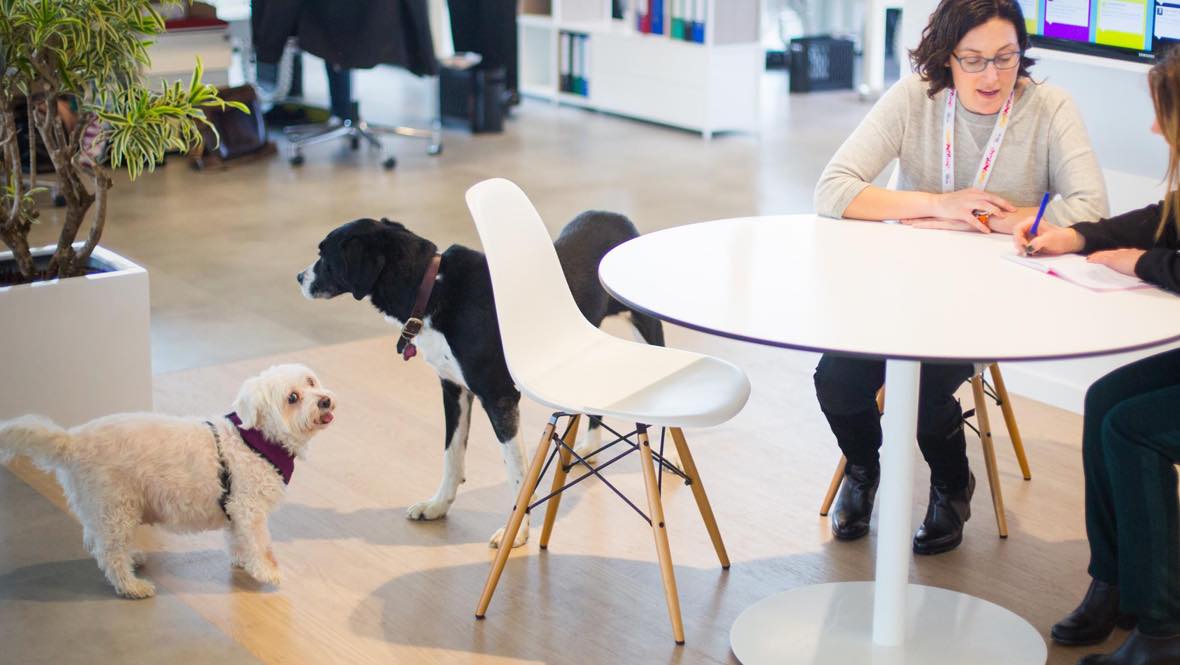10 Years Of Pet Friendly Offices Mars Incorporated